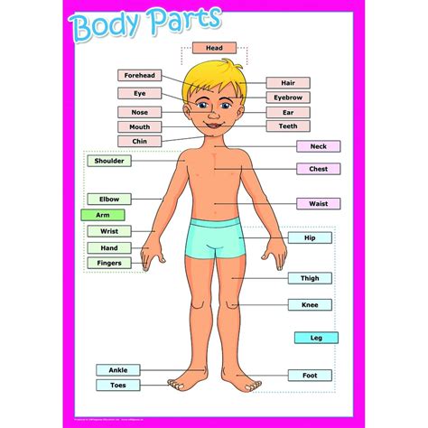 full Body Parts